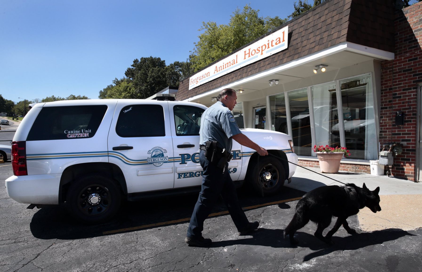New teeth for Ferguson K9